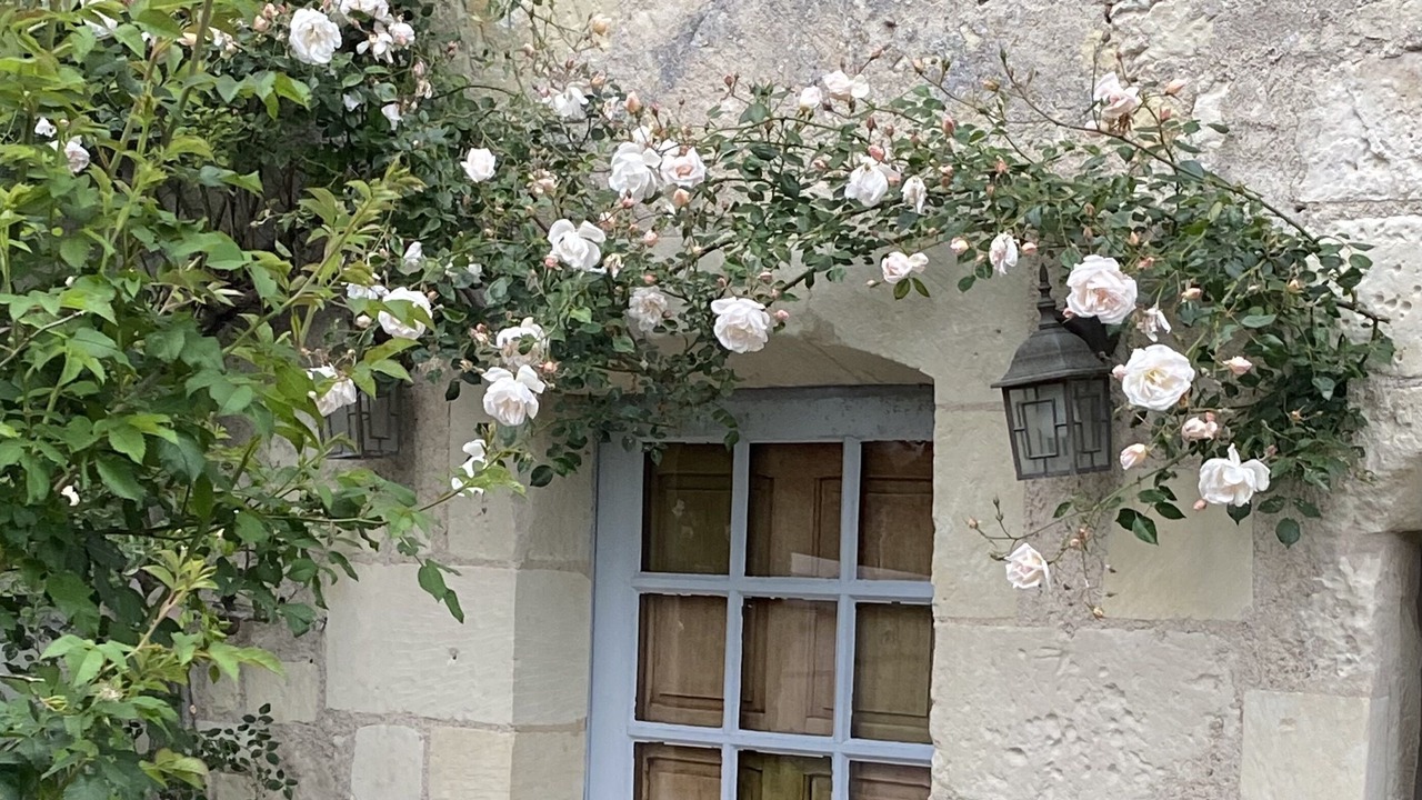 Photo of Outdoor in Saint-Nicolas-de-Bourgueil