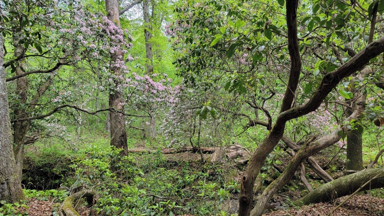 Photo of Outdoor in Mentone