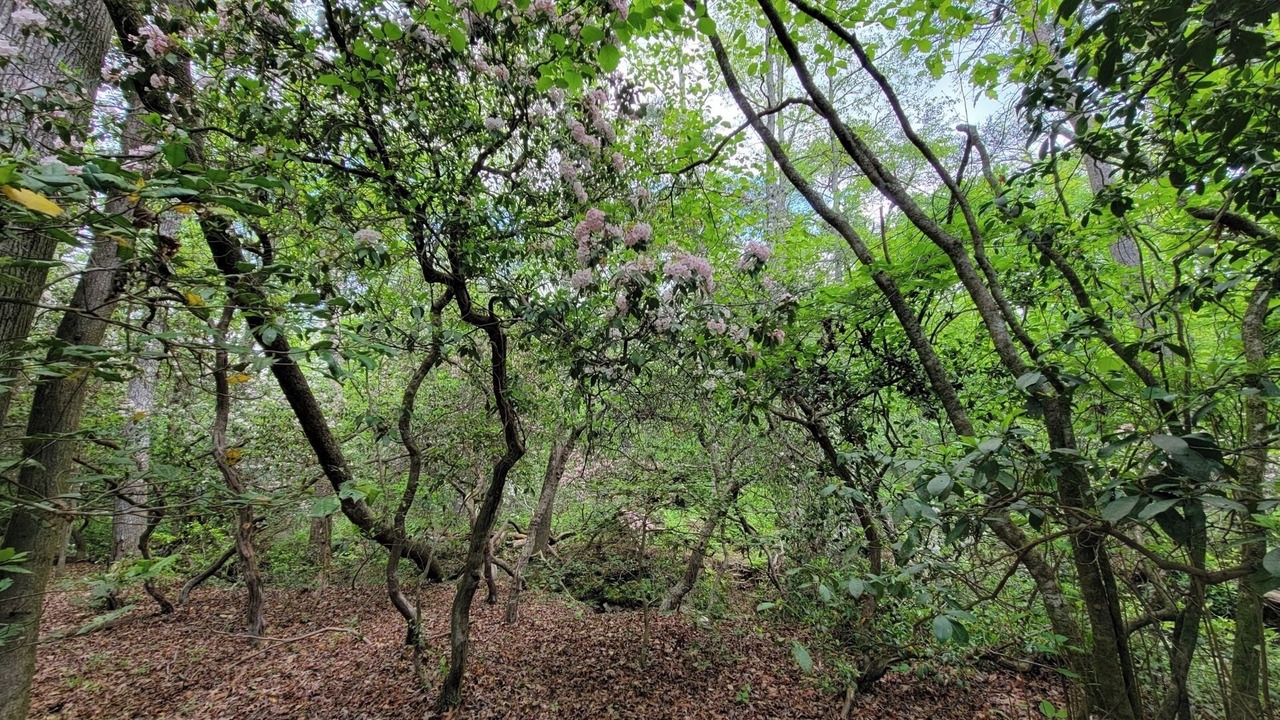 Photo of Outdoor in Mentone