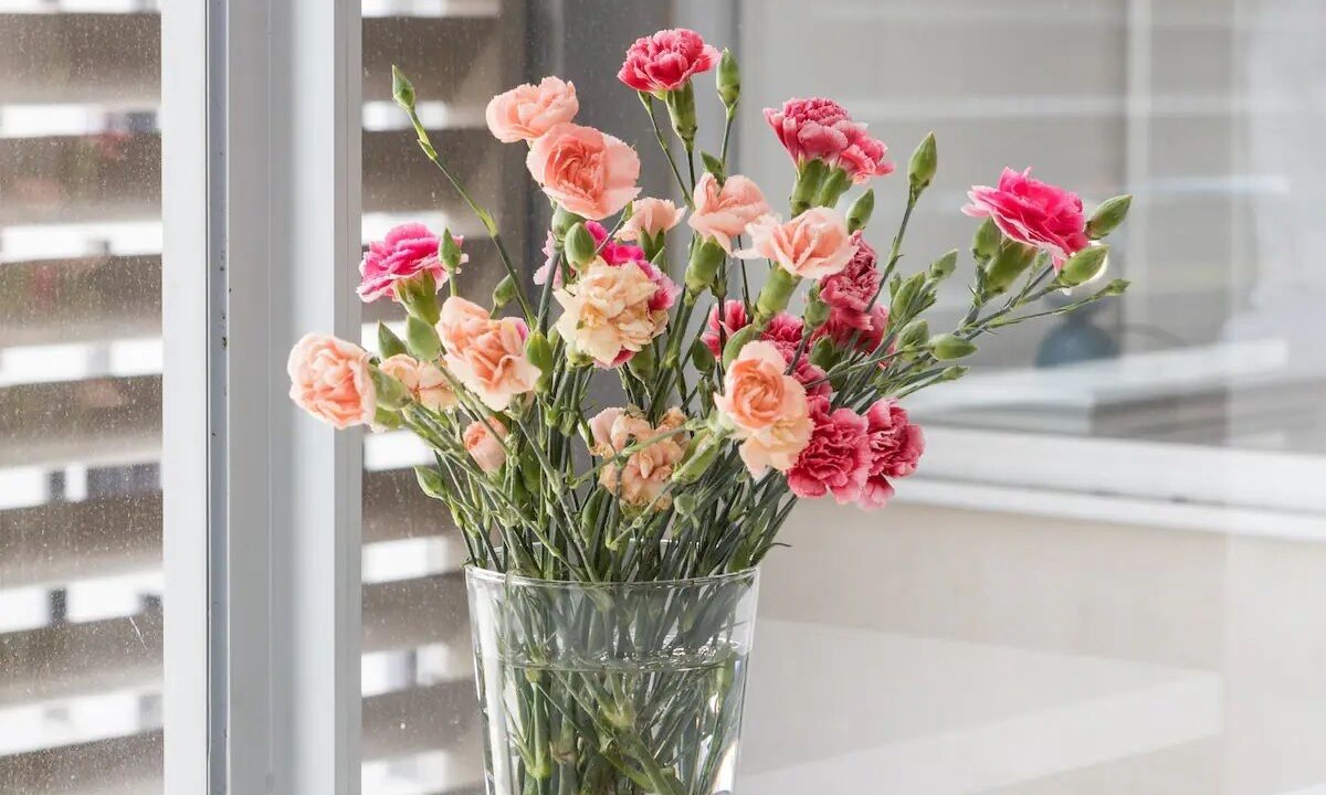 Photo of Others in Geelong