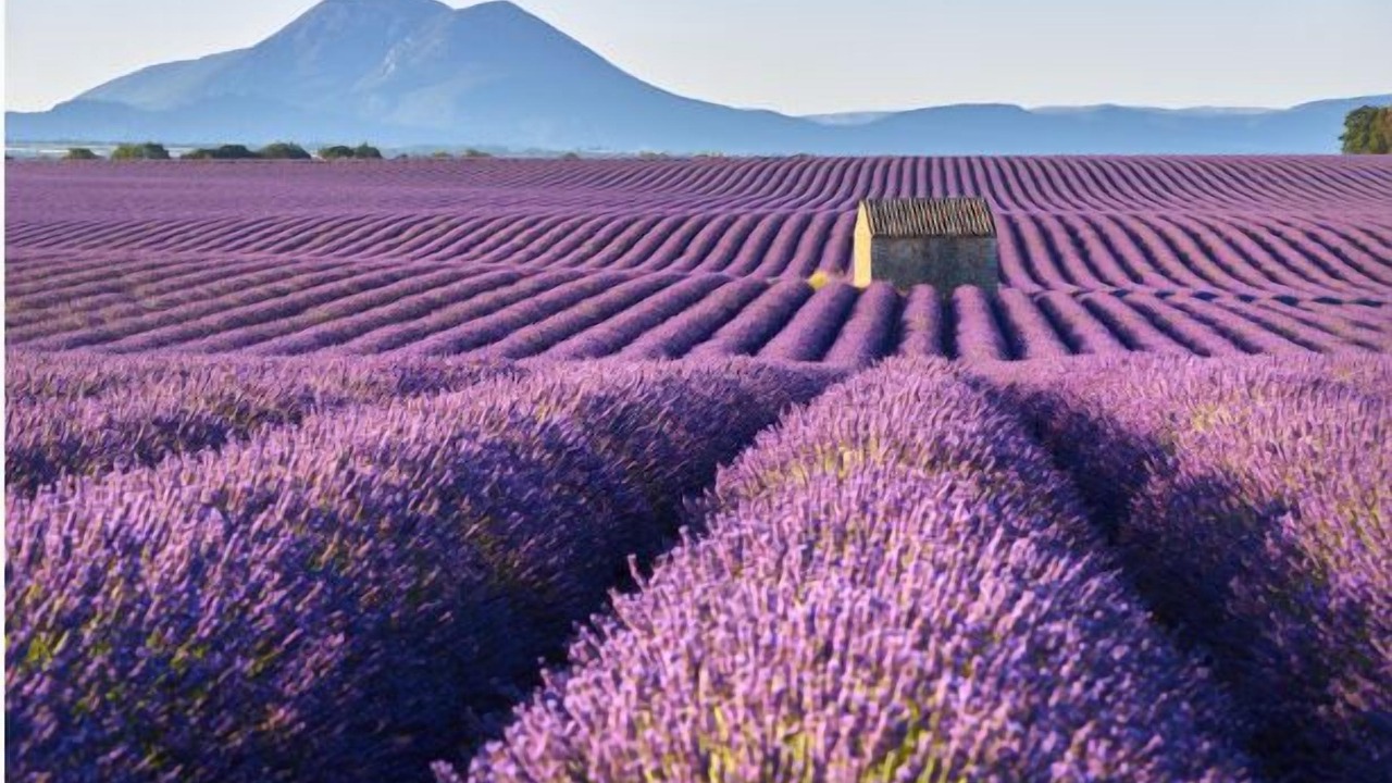 Photo of Others in Tulette