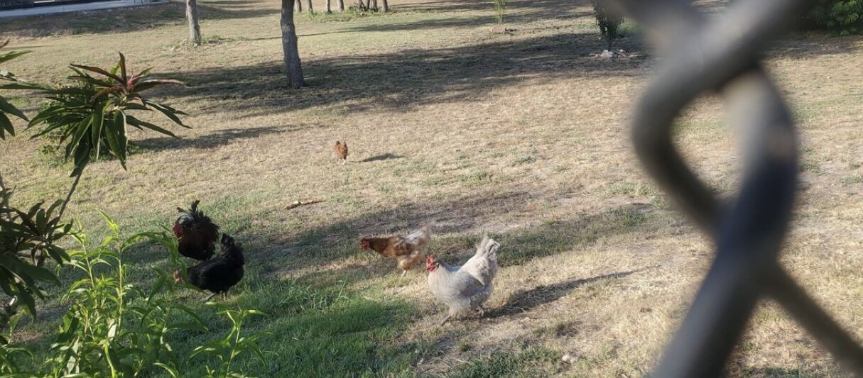 Photo of Others in Killeen