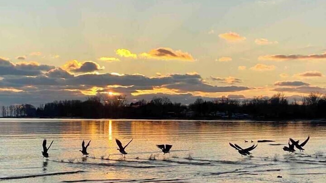 Photo of Others in Fort Erie
