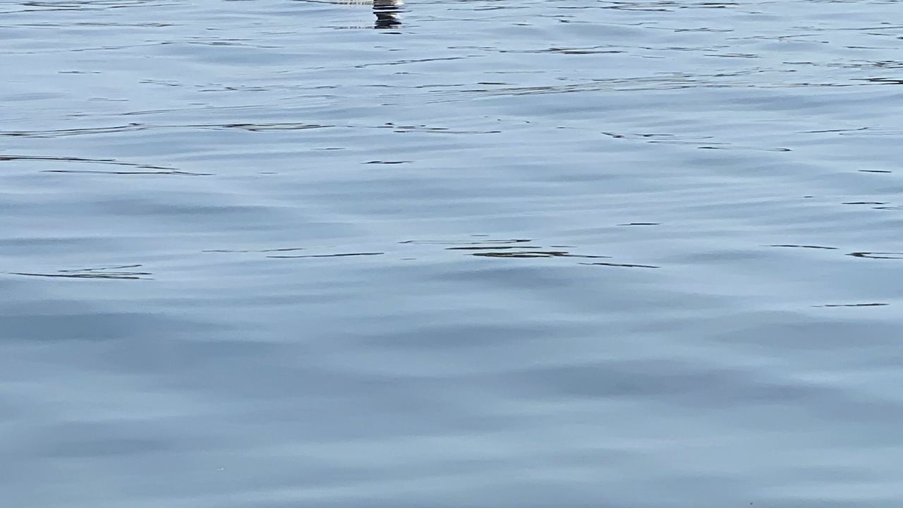Photo of Others in Stanwood
