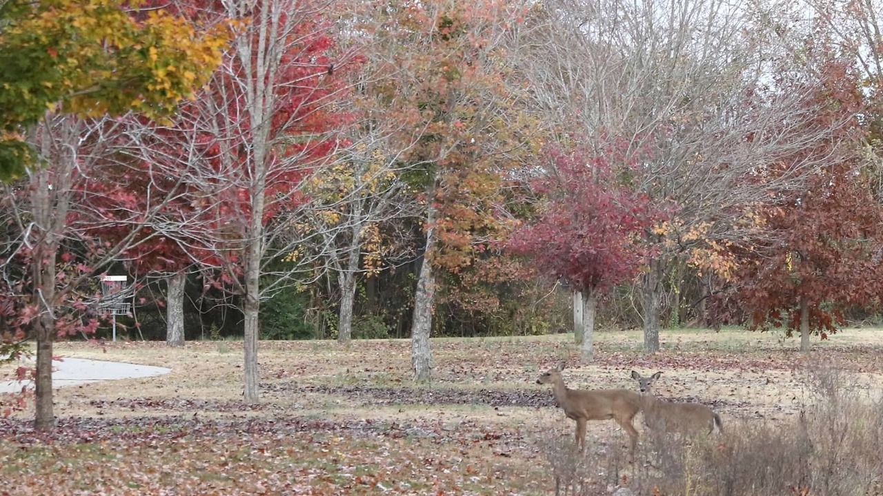 Photo of Others in Clarksville