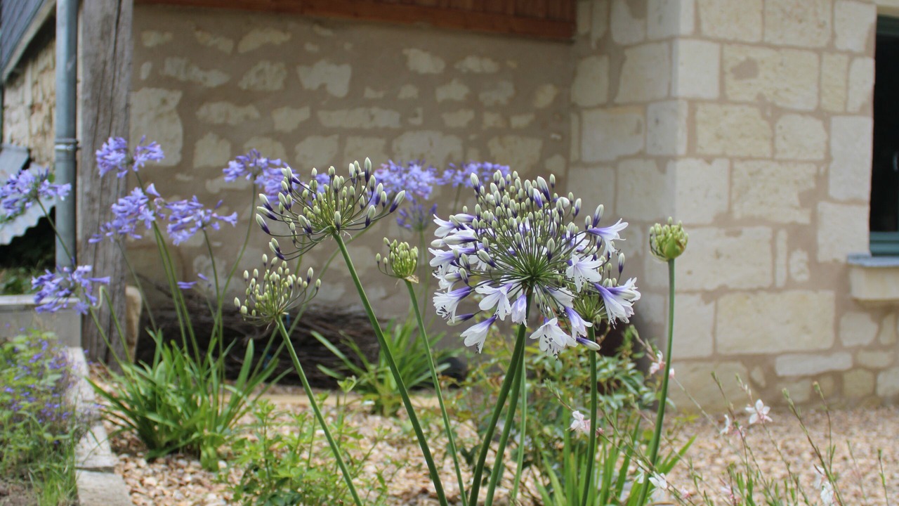 Photo of Outdoor in Bourgueil