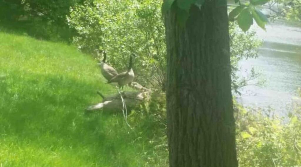Photo of Others in Rockwood