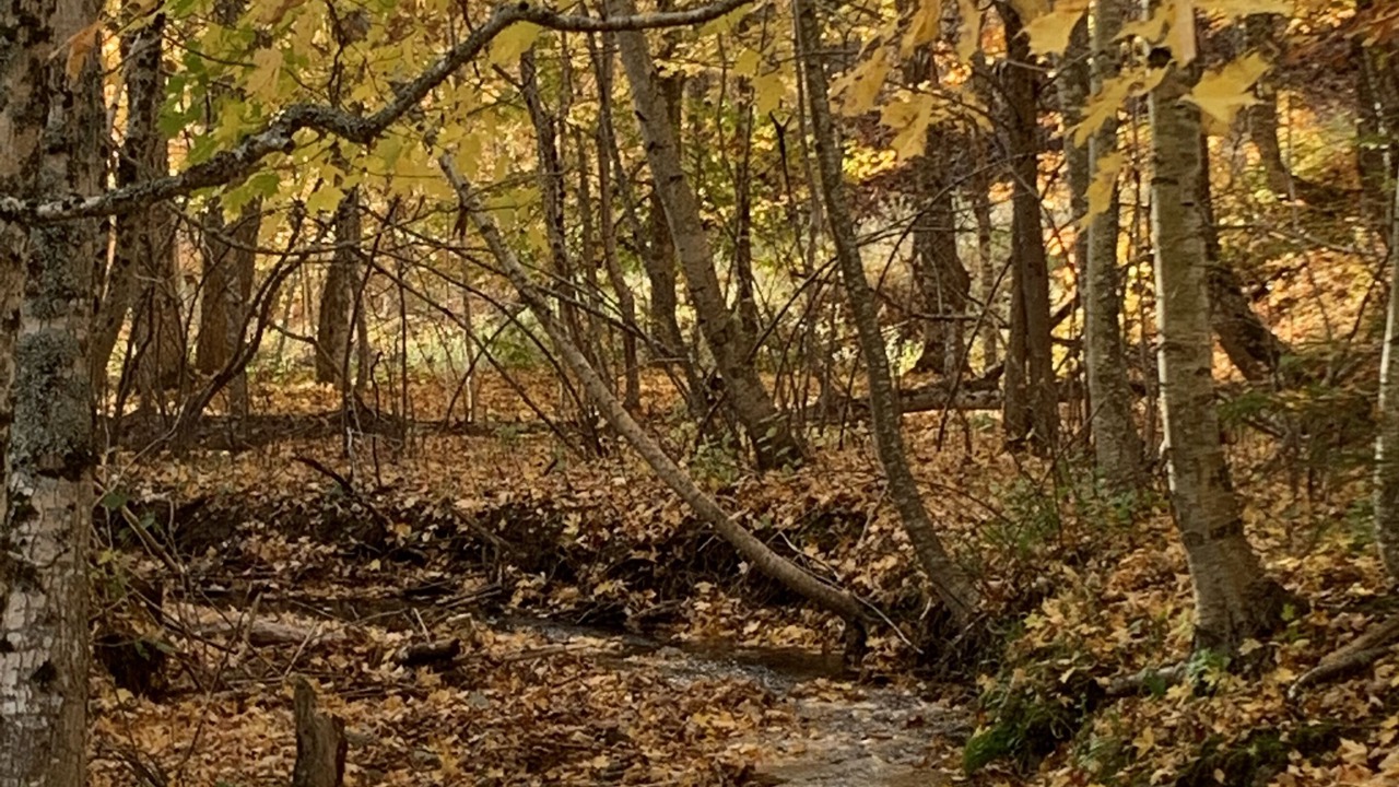 Photo of Others in Onslow