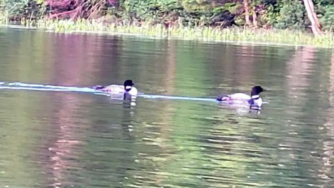 Photo of Outdoor in West Arm