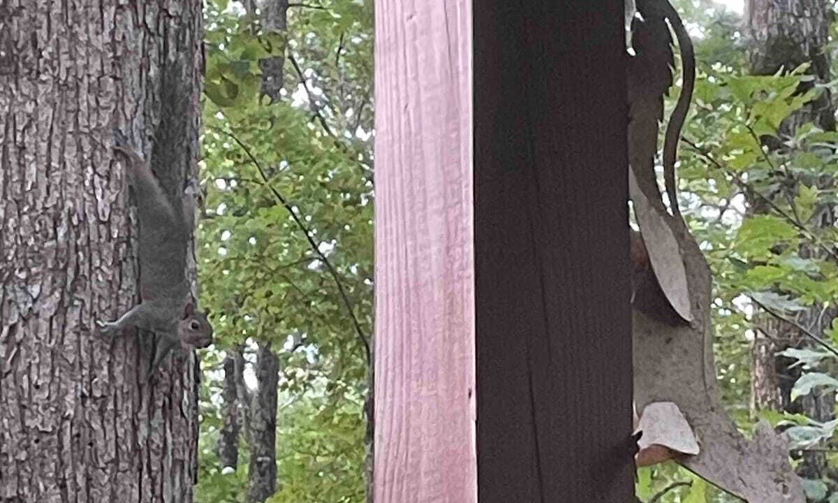 Photo of Others in Ellijay