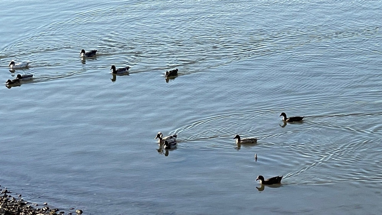 Photo of Others in Tow