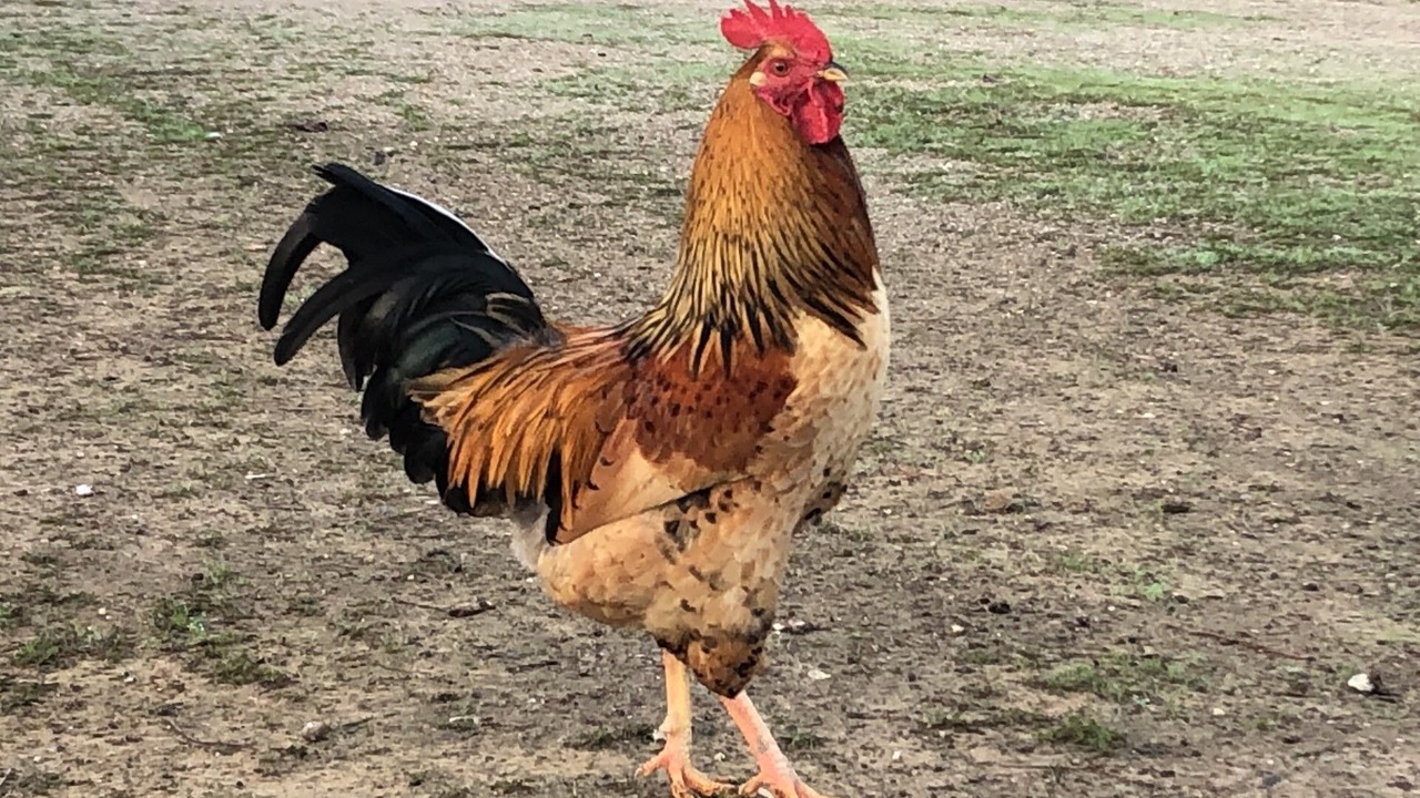 Photo of Outdoor in Hollister