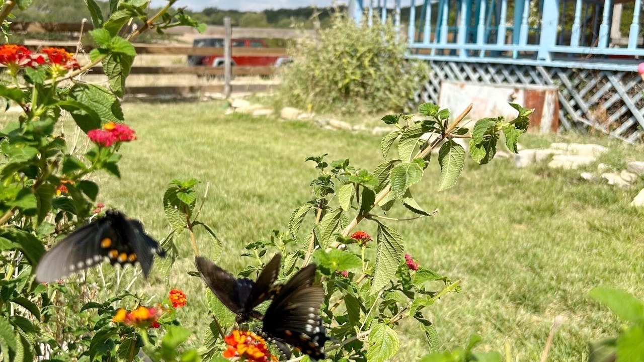 Photo of Others in Spring Branch