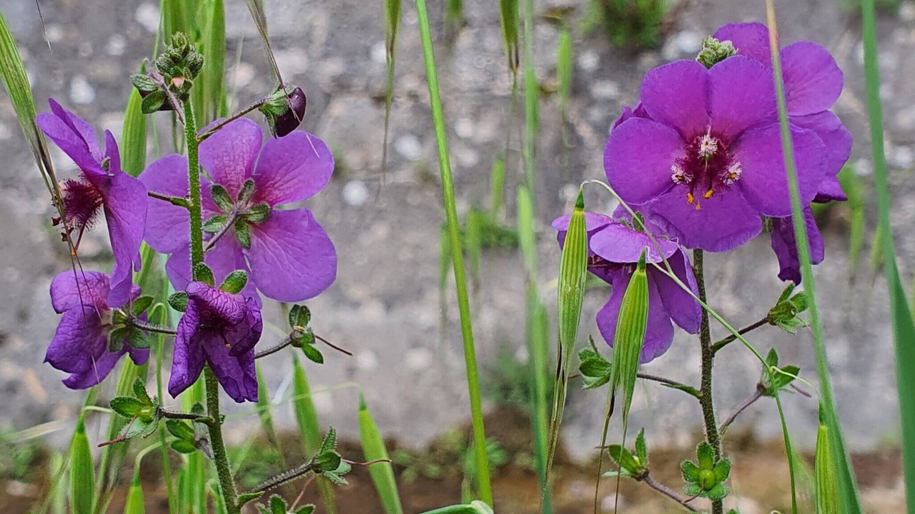 Photo of Outdoor in Draga Bascanska