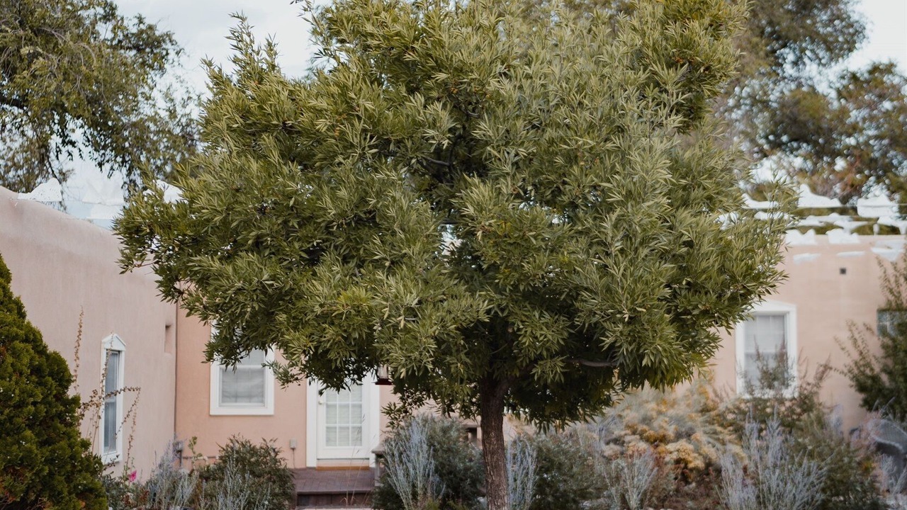 Photo of Outdoor in Downtown Santa Fe