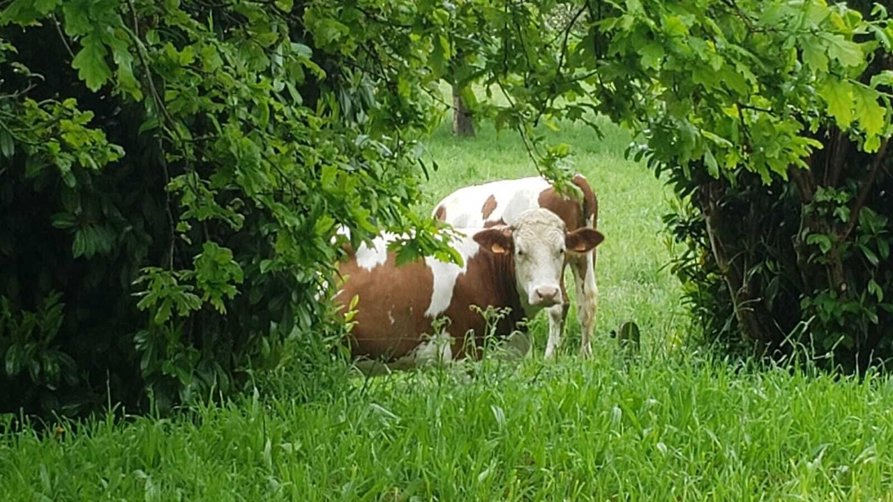 Photo of Others in Saint-Etienne-en-Cogles