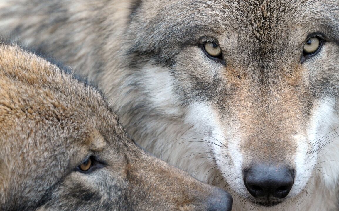 Photo of Others in Perret