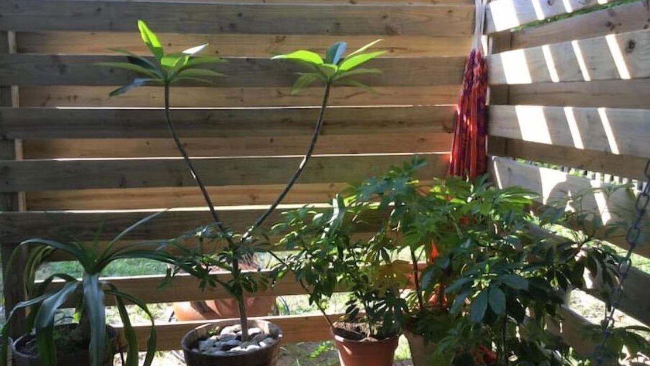 Photo of Outdoor in Nags Head