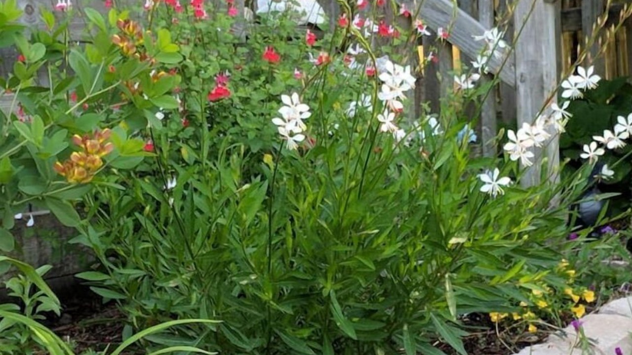 Photo of Outdoor in Nags Head