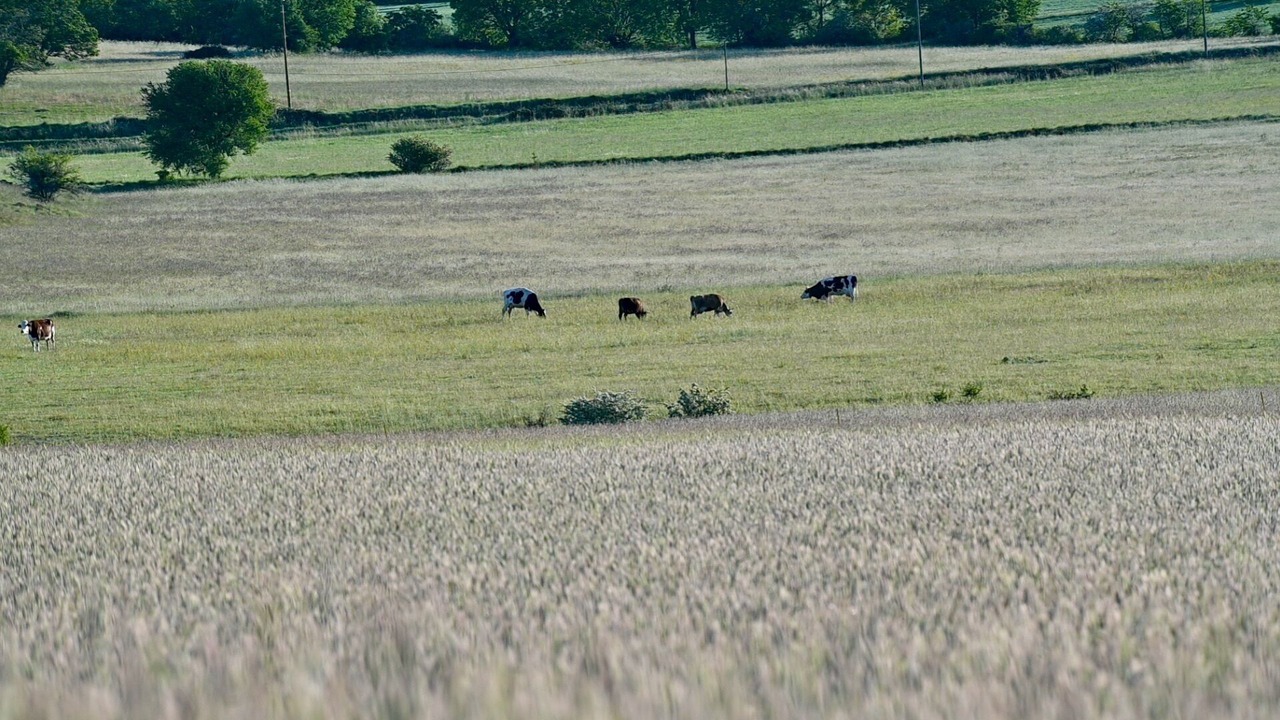 Photo of Others in Ongles