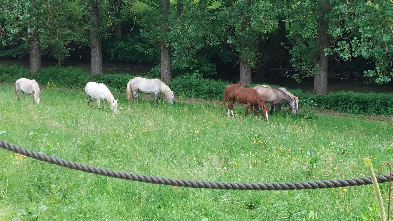 Photo of Others in Cassagnes-Begonhes