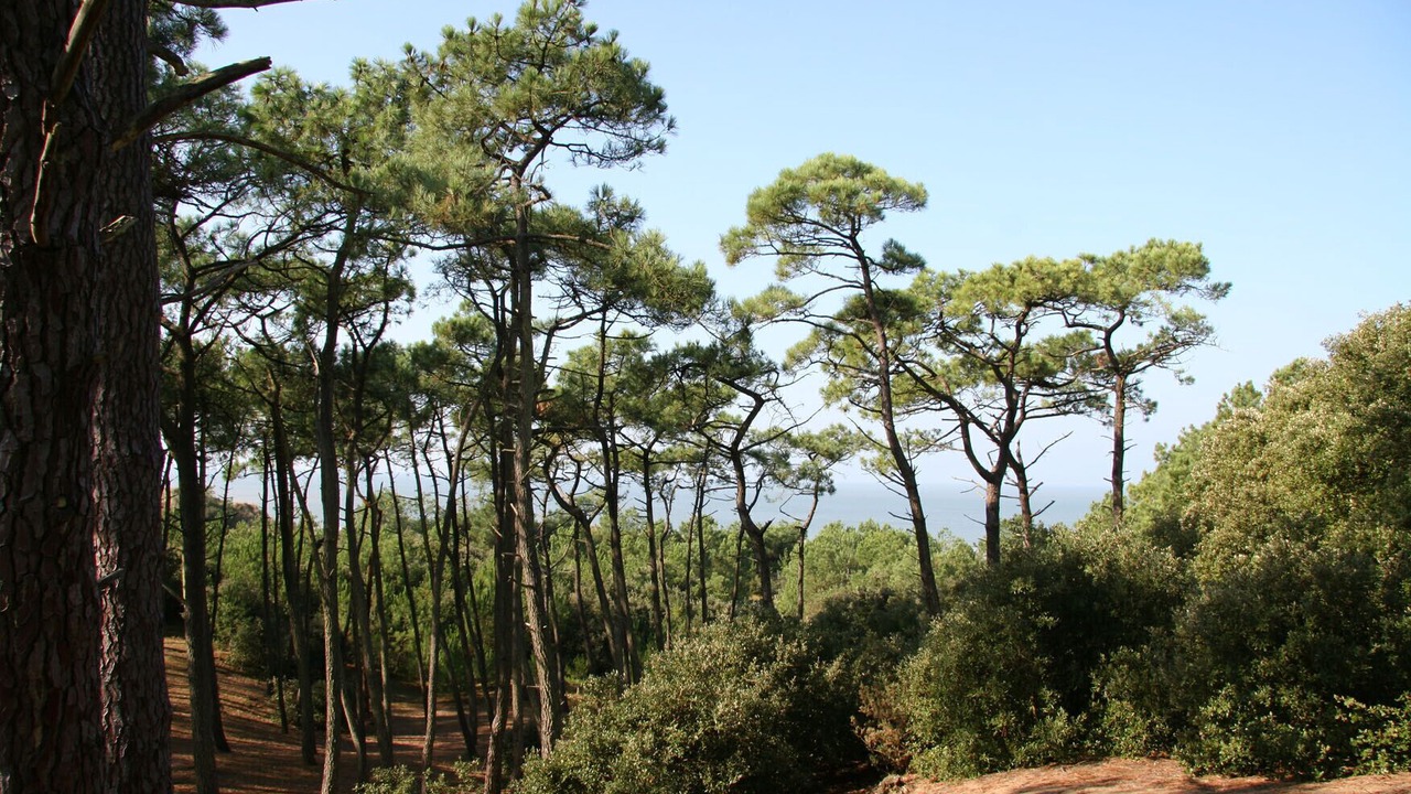 Photo of Others in Saint-Brevin-les-Pins