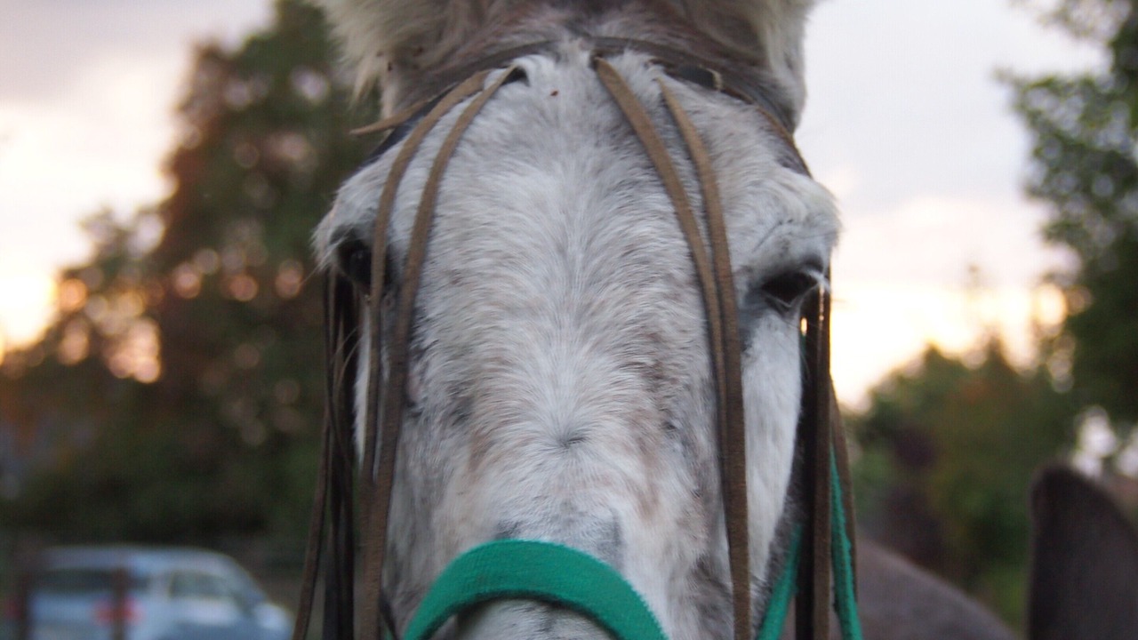 Photo of Others in Cresseveuille