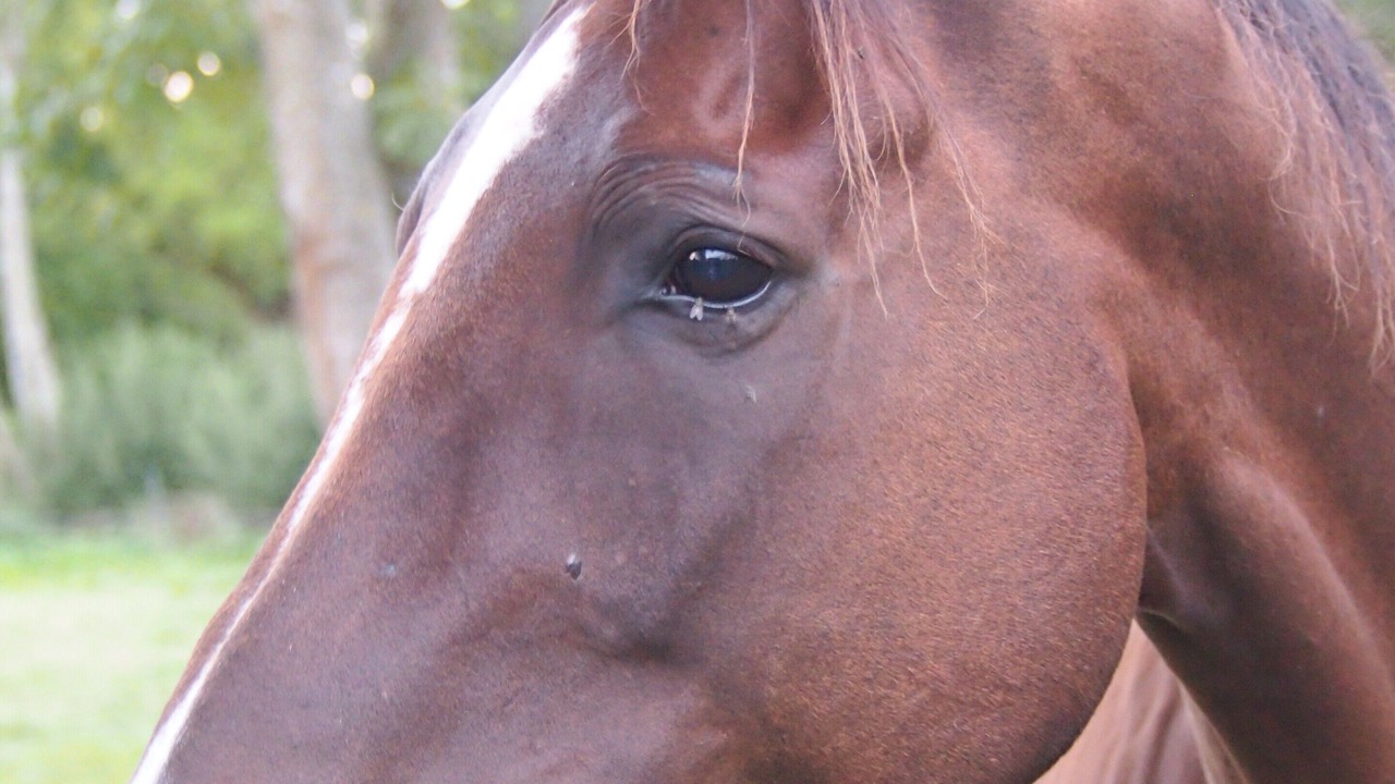 Photo of Others in Cresseveuille