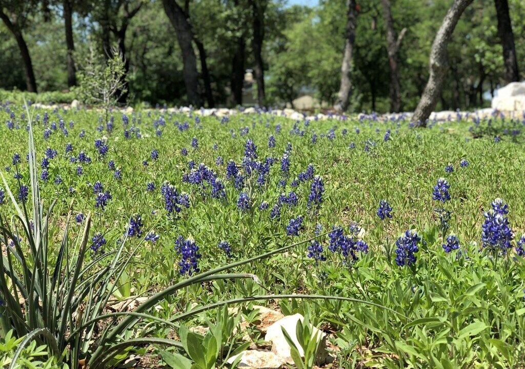 Photo of Others in New Braunfels