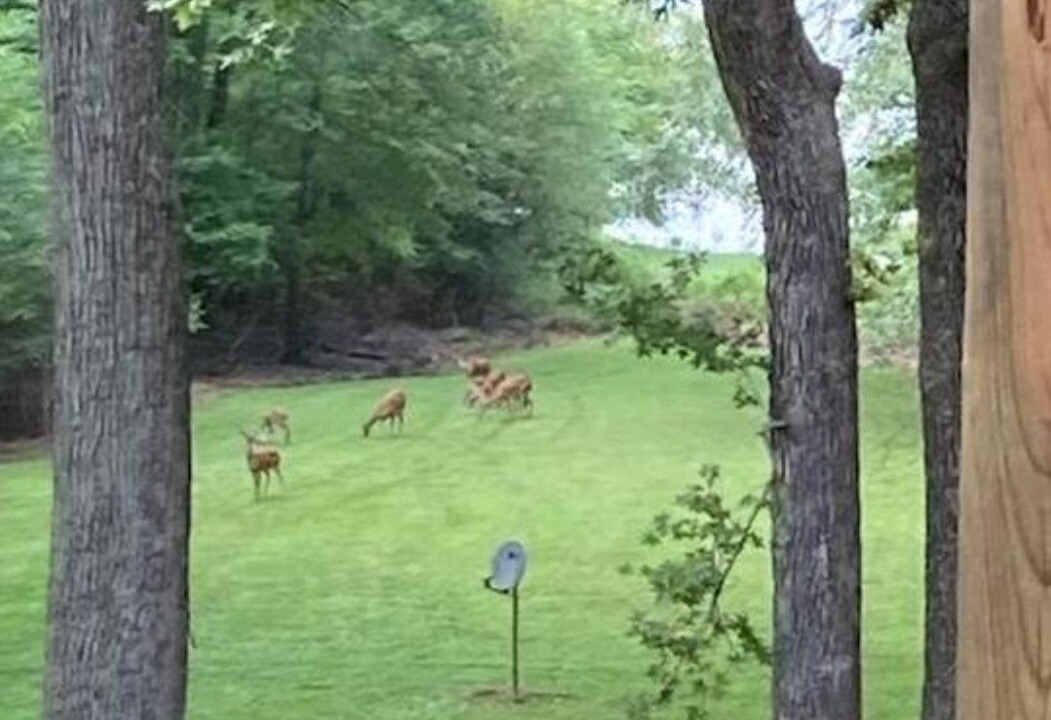 Photo of Outdoor in Springville
