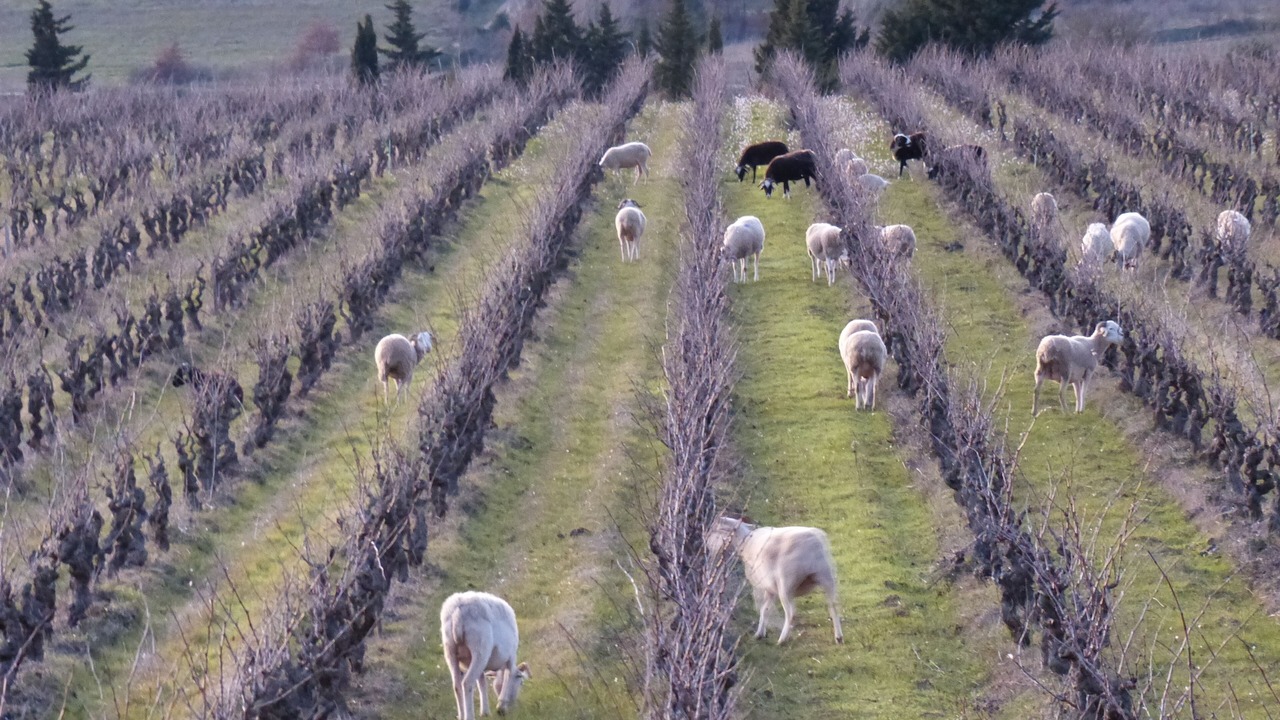 Photo of Outdoor in Caunes-Minervois
