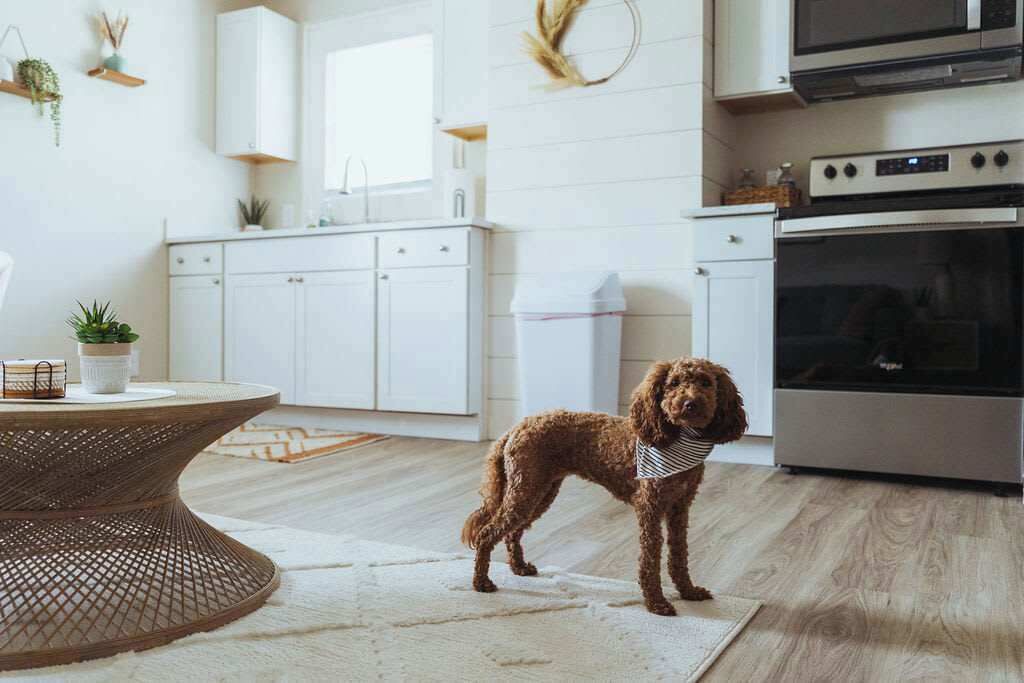 Photo of Kitchen in Johnson City
