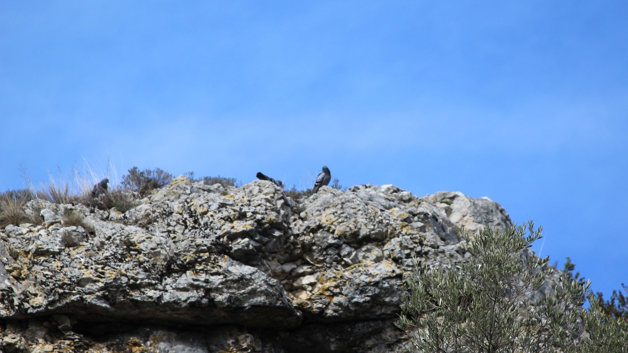 Photo of Others in Saint-Sauveur-de-Cruzieres