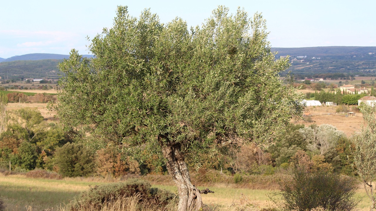 Photo of Others in Saint-Sauveur-de-Cruzieres