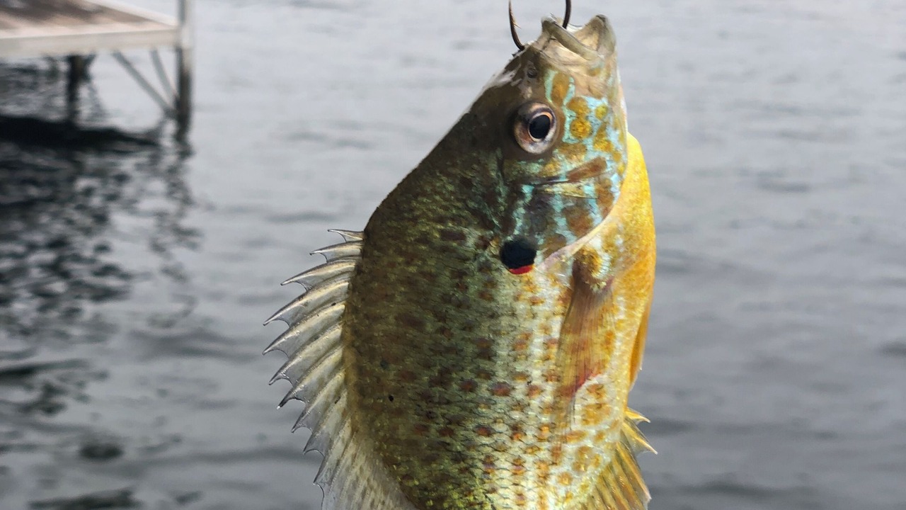 Photo of Others in Bomoseen