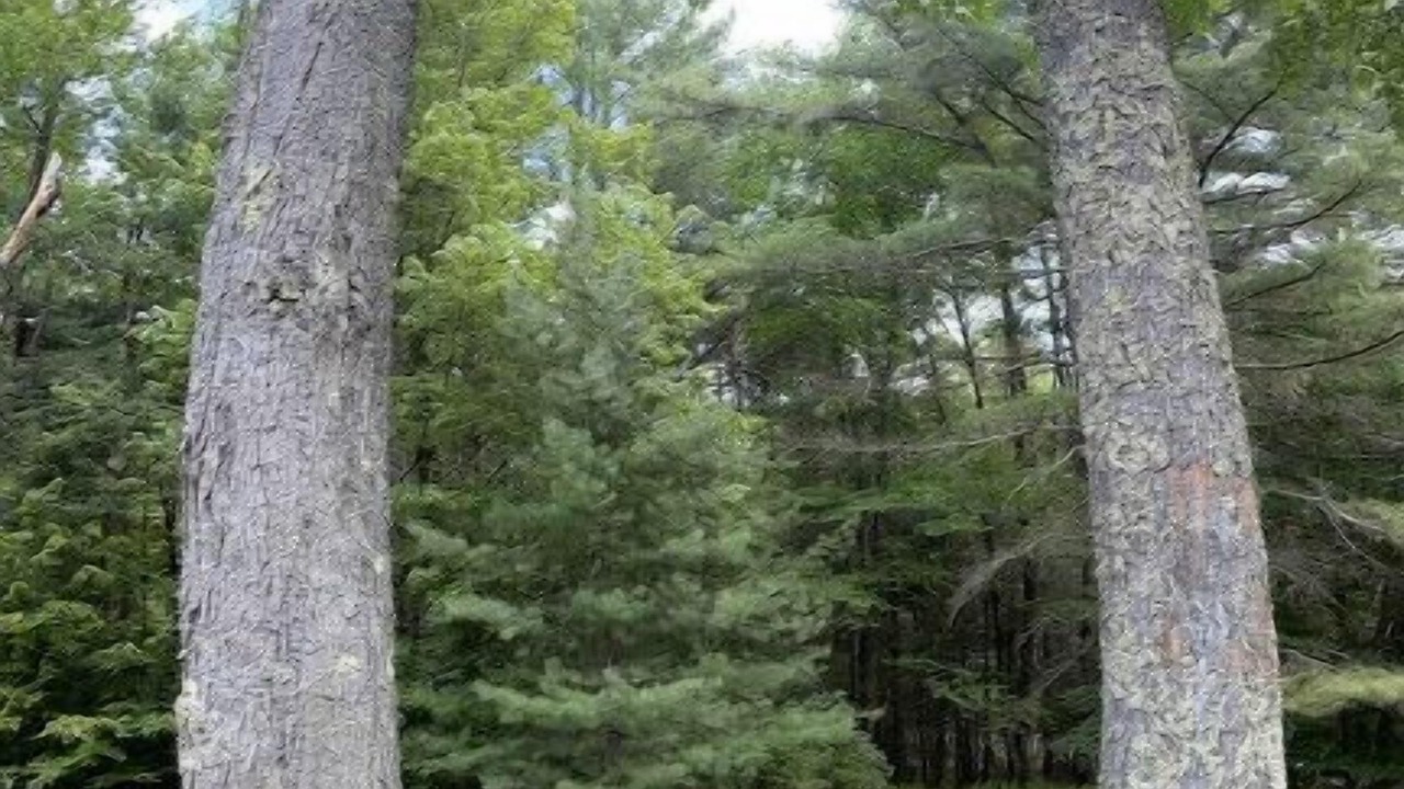 Photo of Outdoor in Woodridge