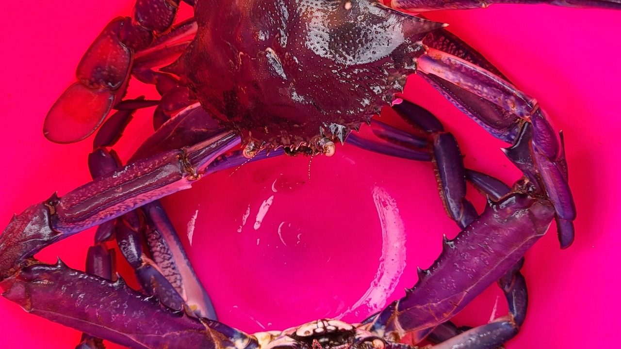 Photo of Others in Baudin Beach