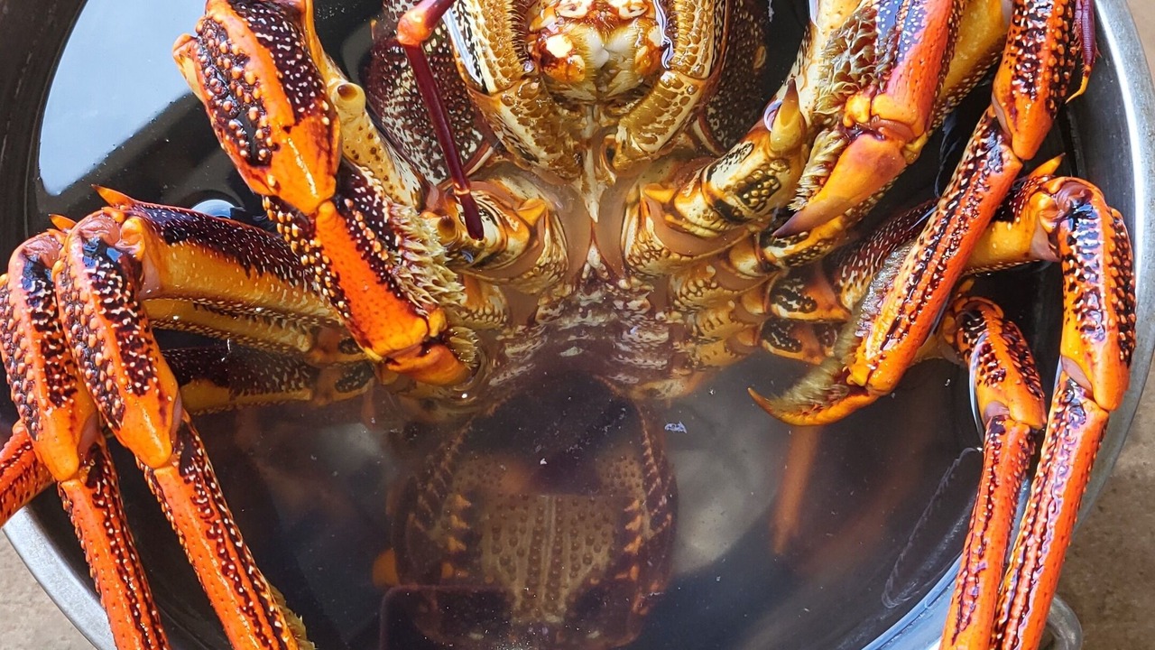 Photo of Others in Baudin Beach