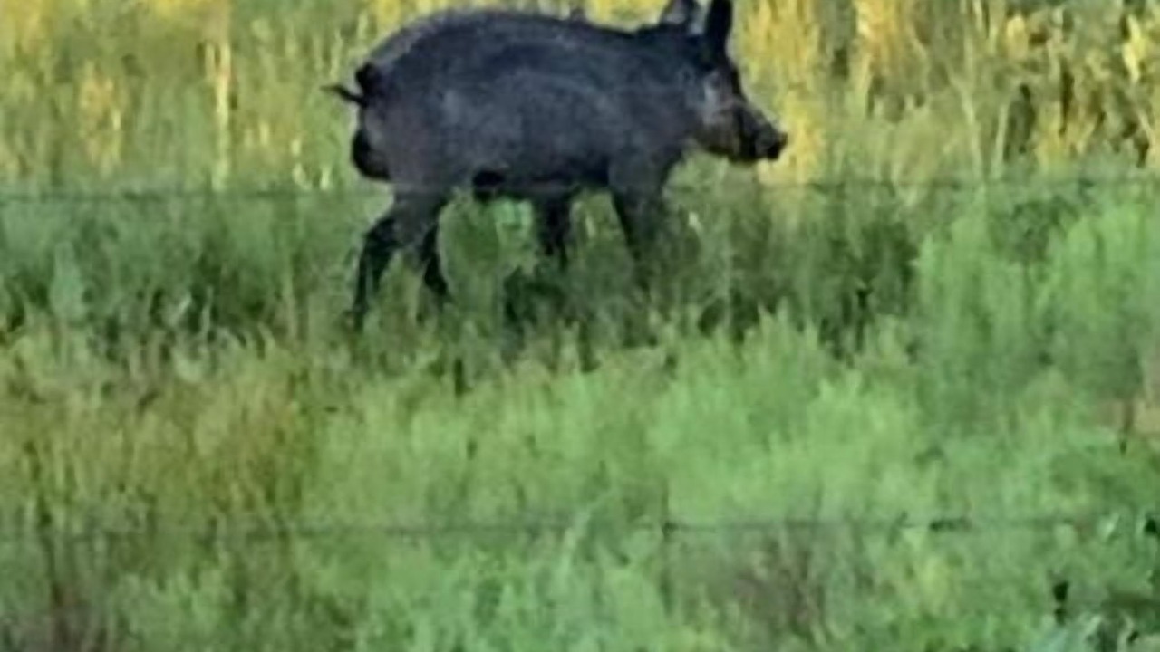 Photo of Others in River Ranch