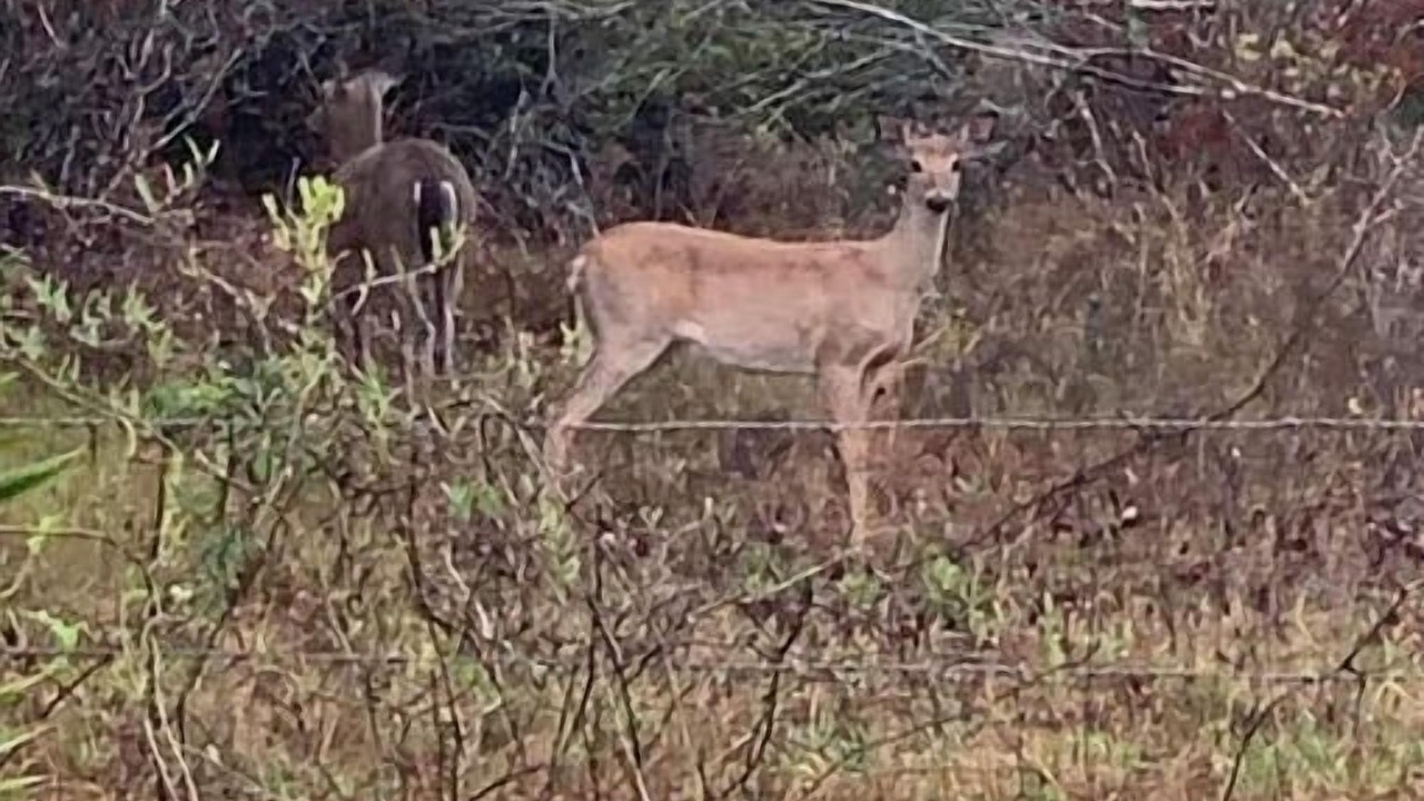 Photo of Others in River Ranch