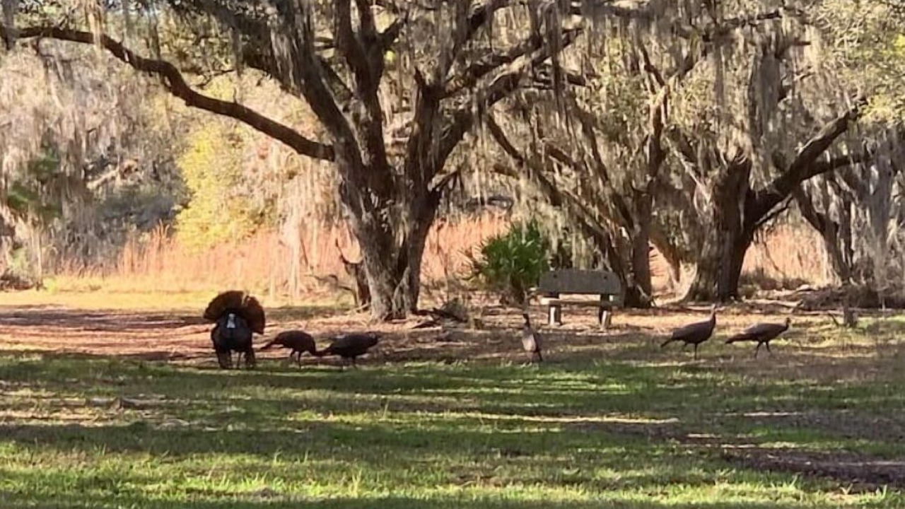 Photo of Outdoor in River Ranch