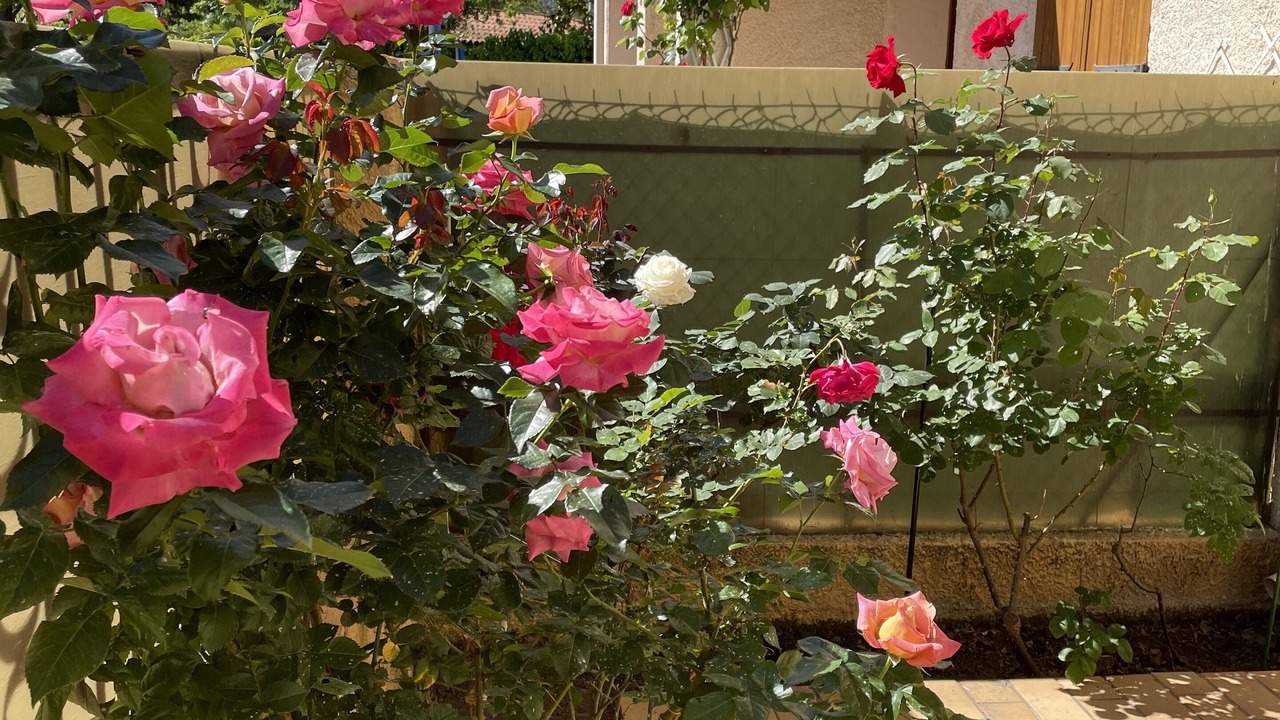 Photo of Outdoor in Argeles-sur-Mer