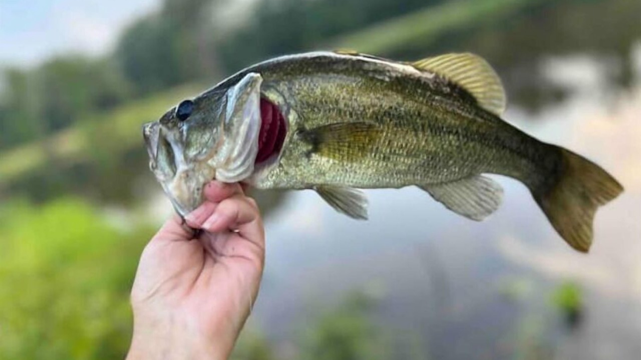 Photo of Others in Lufkin