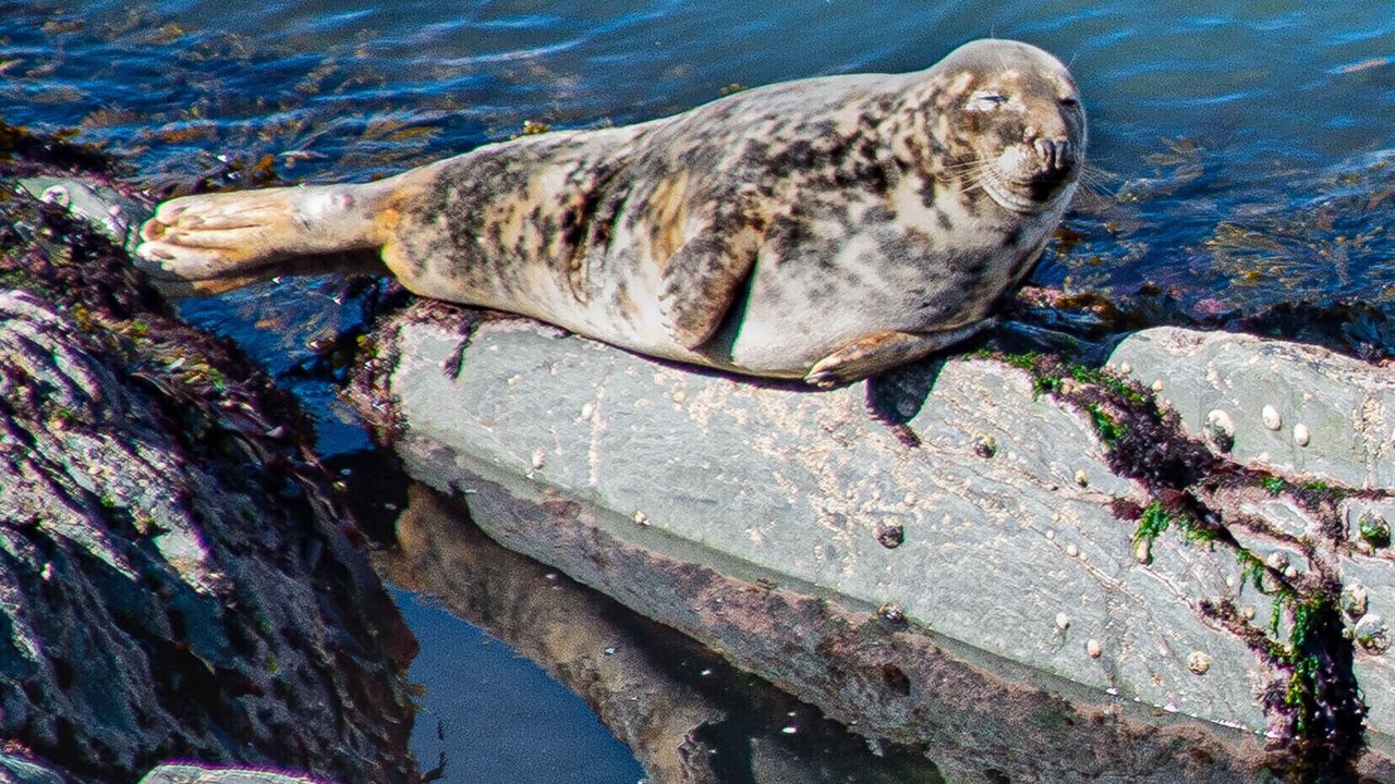 Photo of Others in Mullacott