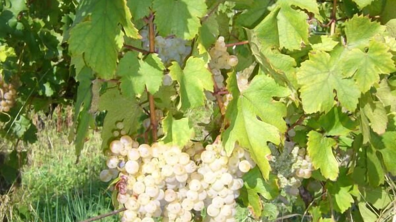 Photo of Outdoor in Myans