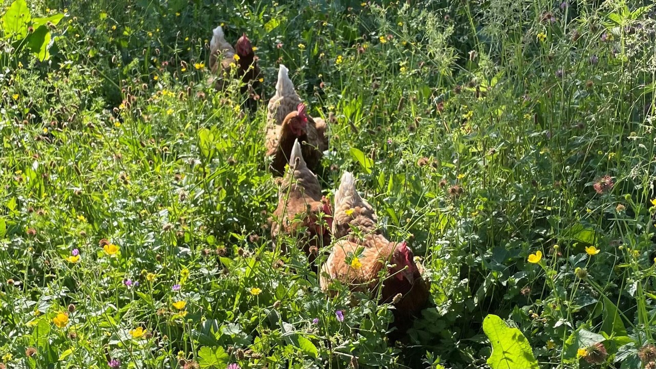 Photo of Others in Gilly-sur-Isere