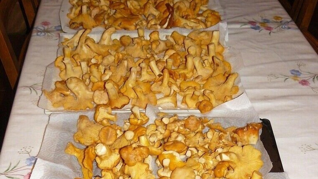 Photo of Others in Seez