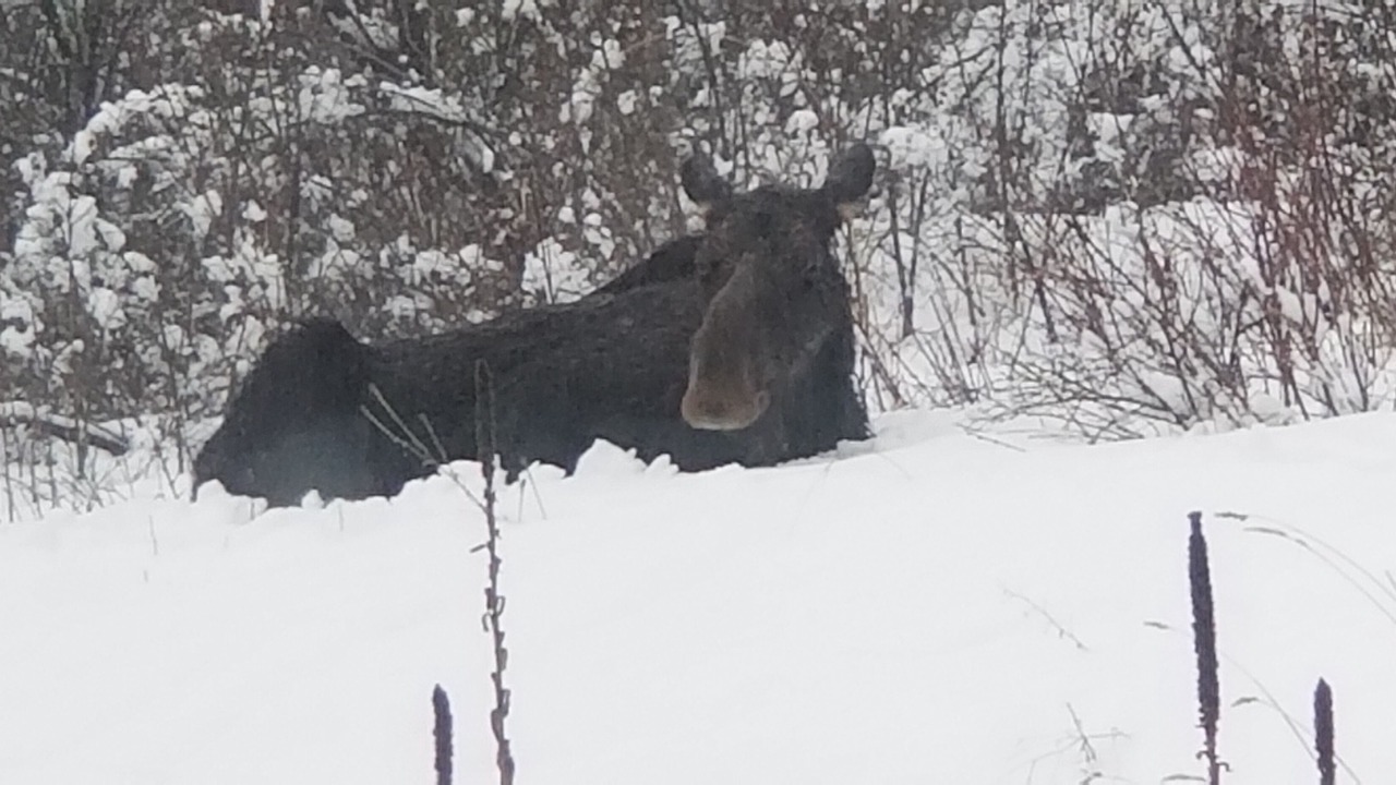 Photo of Others in Moscow