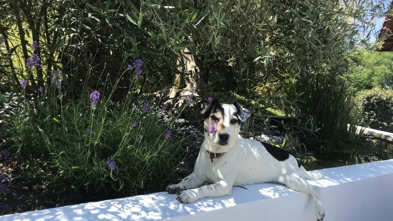 Photo of Outdoor in Ahetze