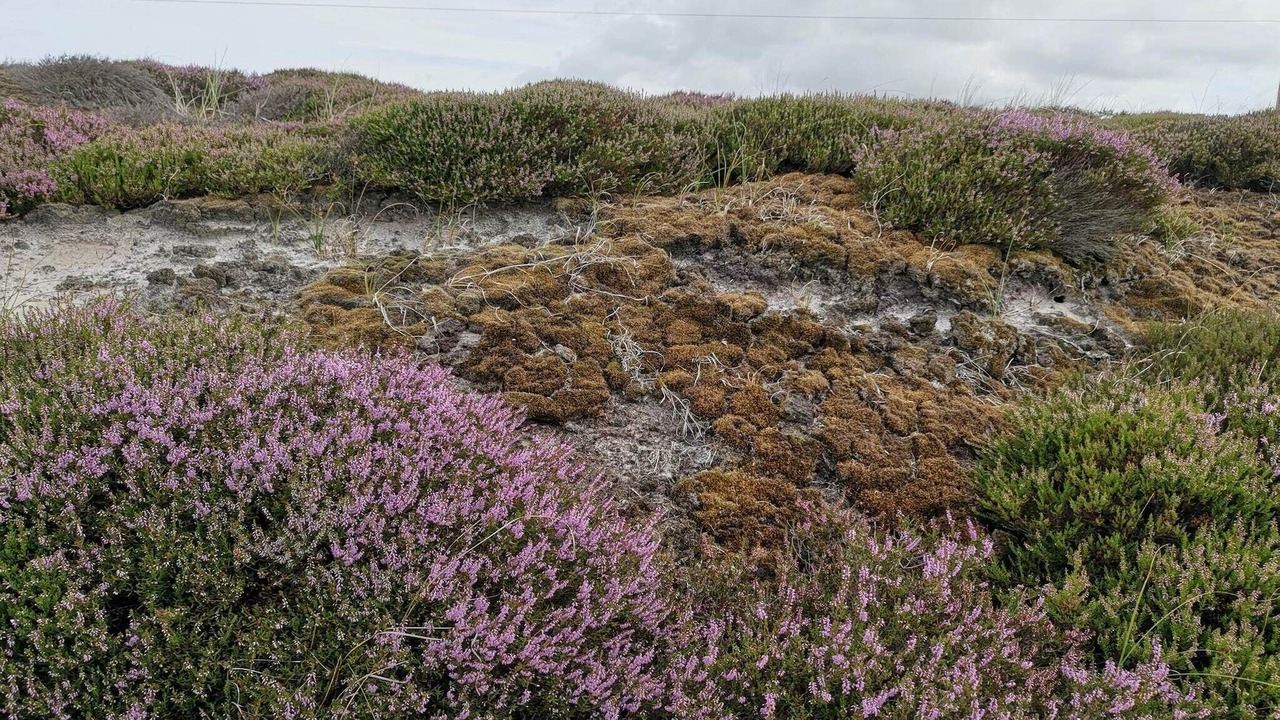 Photo of Others in Henne Strand